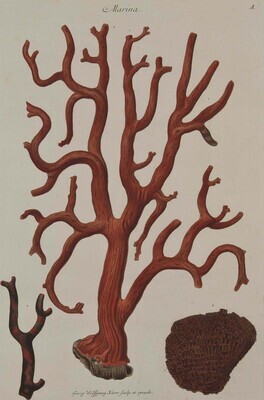 7456
<br/>
Deliciae Naturae selectae, of Uitgeleezen kabinet van Natuurlijke Zeldzaamheden, welke de drie Rijken der Natuur aanbieden, om door keurige liefhebberen verzameld te worden .... Eerst in de Hoogduitsche taal beschreeven, en nu in het Nederduitsch overgezet en met aanmerkingen vermeerderd door Prof. Philip Ludwigh Statius Muller.
<br/>
<em></em>